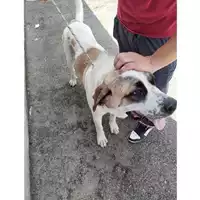 Foto dell\'animale COMUNE DI CERCOLA - 380260044782682