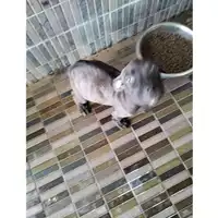 Foto dell\'animale COMUNE DI POMPEI - 380260044783729