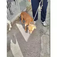Foto dell\'animale COMUNE DI BOSCOREALE - 380260044782919