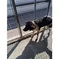 Foto dell\'animale COMUNE DI TERZIGNO - 380260044787173