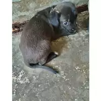Foto dell\'animale COMUNE DI OTTAVIANO - 380260044786756