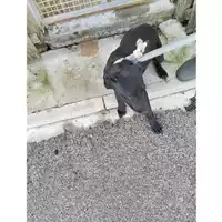 Foto dell\'animale COMUNE DI SAN GIUSEPPE VESUVIANO - 380260044782730