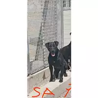 Foto dell\'animale COMUNE DI SAN GIUSEPPE VESUVIANO - 380260044782730