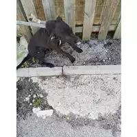Foto dell\'animale COMUNE DI SAN GIUSEPPE VESUVIANO - 380260044782547