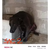 Foto dell\'animale COMUNE DI SAN GIUSEPPE VESUVIANO - 380260044782547