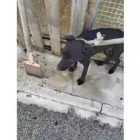 Foto dell\'animale COMUNE DI SAN GIUSEPPE VESUVIANO - 380260044782542