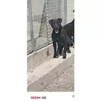 Foto dell\'animale COMUNE DI SAN GIUSEPPE VESUVIANO - 380260044782542