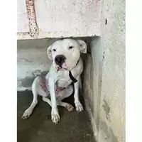 Foto dell\'animale COMUNE DI POMPEI - 380260044783173