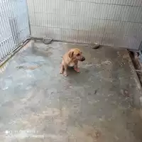 Foto dell\'animale COMUNE DI OTTAVIANO - 380260044858901