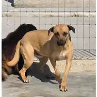 Foto dell\'animale COMUNE DI OTTAVIANO - 380260044858901