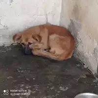 Foto dell\'animale COMUNE DI OTTAVIANO - 380260044859967
