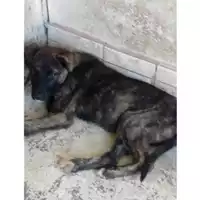 Foto dell\'animale COMUNE DI OTTAVIANO - 380260043946337