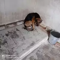 Foto dell\'animale COMUNE DI TERZIGNO - 380260043705729