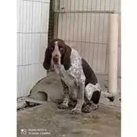 Foto dell\'animale COMUNE DI OTTAVIANO - 380260170027183
