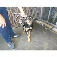 Foto dell\'animale COMUNE DI BOSCOREALE - 380260043096309