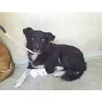 Foto dell\'animale COMUNE DI OTTAVIANO - 380260010305614