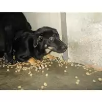 Foto dell\'animale COMUNE DI PIMONTE - 380260043983085