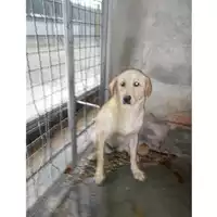Foto dell\'animale COMUNE DI PIMONTE - 380260043983326