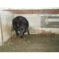 Foto dell\'animale COMUNE DI PIMONTE - 380260043983568