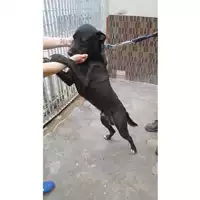 Foto dell\'animale COMUNE DI OTTAVIANO - 380260170022735