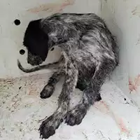 Foto dell\'animale COMUNE DI POLLENA TROCCHIA - 380260044856373