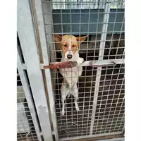 Foto dell\'animale COMUNE DI SAN GIUSEPPE VESUVIANO - 380260044786745
