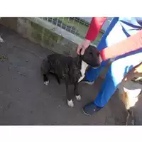 Foto dell\'animale COMUNE DI TERZIGNO - 380260043483166