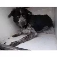Foto dell\'animale COMUNE DI CANOSA DI PUGLIA - 380260043161064