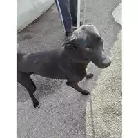 Foto dell\'animale COMUNE DI TERZIGNO - 380260044782679