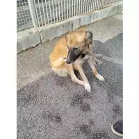 Foto dell\'animale COMUNE DI POMPEI - 380260044787017