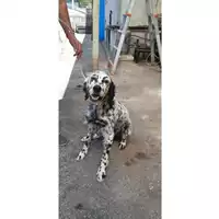 Foto dell\'animale COMUNE DI BOSCOREALE - 380260044782344