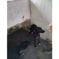 Foto dell\'animale COMUNE DI OTTAVIANO - 380260044783444