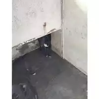 Foto dell\'animale COMUNE DI OTTAVIANO - 380260044782696