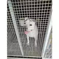 Foto dell\'animale COMUNE DI SAN VITALIANO - 380260100319785