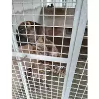 Foto dell\'animale COMUNE DI OTTAVIANO - 380260044783911