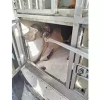 Foto dell\'animale COMUNE DI CASAMARCIANO - 380260044903157