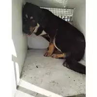 Foto dell\'animale COMUNE DI SAN GIUSEPPE VESUVIANO - 380260044782893