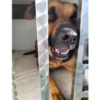 Foto dell\'animale COMUNE DI SAN GIUSEPPE VESUVIANO - 380260044783963