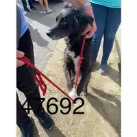 Foto dell\'animale COMUNE DI MERCATO SAN SEVERINO - 380260042147692