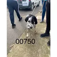 Foto dell\'animale COMUNE DI MERCATO SAN SEVERINO - 380260042600750
