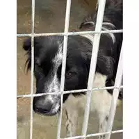 Foto dell\'animale COMUNE DI TERZIGNO - 380260044783357