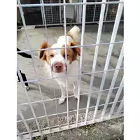 Foto dell\'animale COMUNE DI STRIANO - 380260044784062