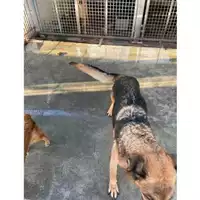 Foto dell\'animale COMUNE DI STRIANO - 380260044902570