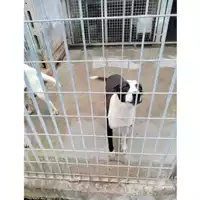 Foto dell\'animale COMUNE DI POMPEI - 380260044905847