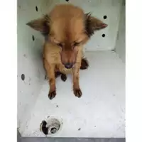 Foto dell\'animale COMUNE DI POMPEI - 380260044866635