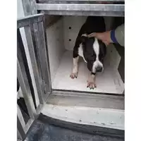 Foto dell\'animale COMUNE DI BOSCOREALE - 380260044782845