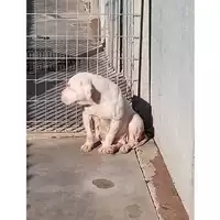 Foto dell\'animale COMUNE DI TERZIGNO - 380260044782733