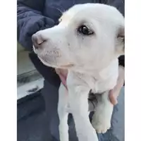 Foto dell\'animale COMUNE DI TERZIGNO - 380260044782798