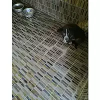 Foto dell\'animale COMUNE DI TERZIGNO - 380260044906092