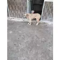 Foto dell\'animale COMUNE DI CASAMARCIANO - 380260044905414